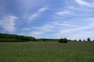 Grasshopper Sparrow habitat