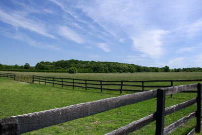 Grasshopper Sparrow habitat
