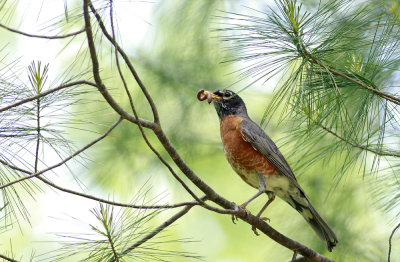 American Robin with worm