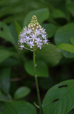 Amianthium muscaetoxicum- Fly Poison