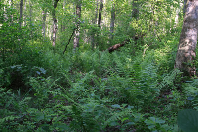 Amianthium muscaetoxicum- Fly Poison habitat