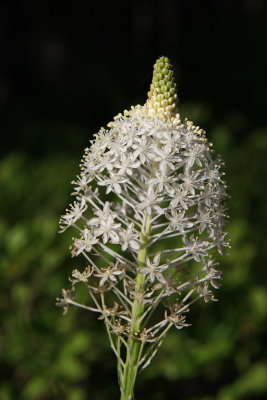 Xerophyllum asphodeloides- Turkeybeard