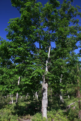 Quercus prinus- Chestnut Oak