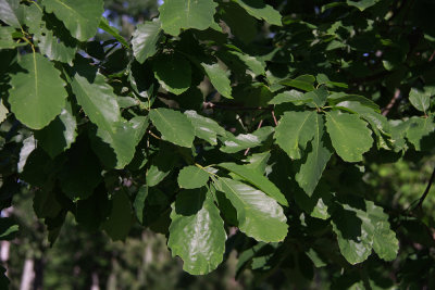 Quercus prinus- Chestnut Oak