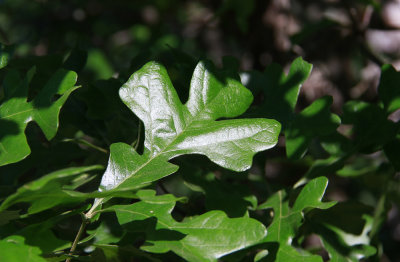 Quercus stellata- Post Oak