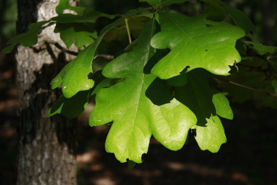 Quercus stellata- Post Oak