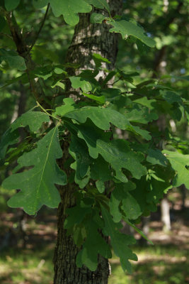 Quercus alba- White Oak