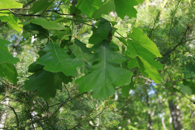 Quercus velutina- Black Oak