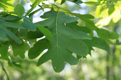 Quercus alba- White Oak