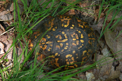 Eastern Box Turtle