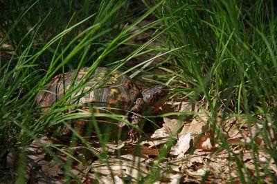 Eastern Box Turtle