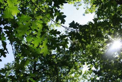 Quercus alba- White Oak