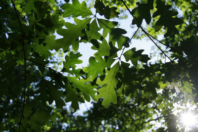 Quercus alba- White Oak