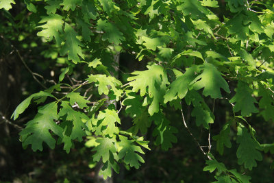 Quercus alba- White Oak