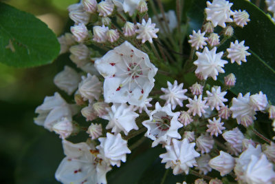 Kalmia latifolia- Mountain Laurel