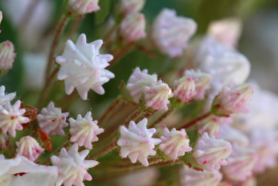 Kalmia latifolia- Mountain Laurel