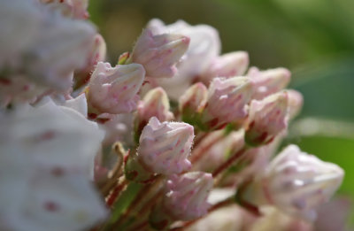 Kalmia latifolia- Mountain Laurel