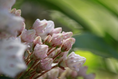 Kalmia latifolia- Mountain Laurel