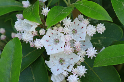 Kalmia latifolia- Mountain Laurel