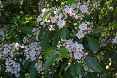 Kalmia latifolia- Mountain Laurel