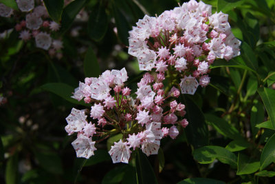 Kalmia latifolia- Mountain Laurel