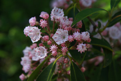 Kalmia latifolia- Mountain Laurel