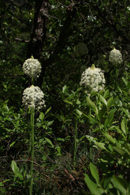 Xerophyllum asphodeloides- Turkeybeard