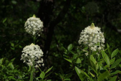 Xerophyllum asphodeloides- Turkeybeard