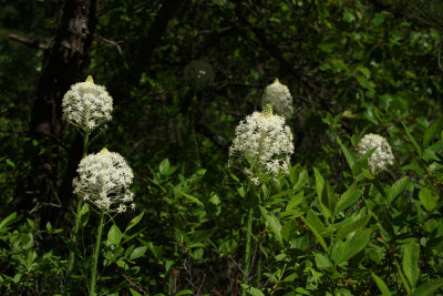 Xerophyllum asphodeloides- Turkeybeard