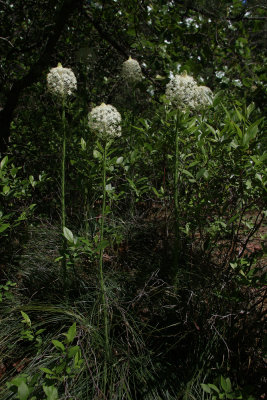 Xerophyllum asphodeloides- Turkeybeard