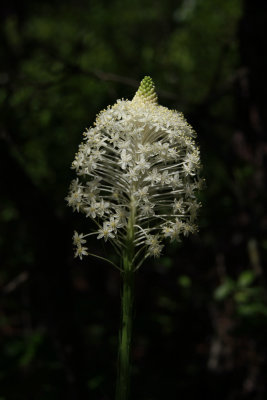 Xerophyllum asphodeloides- Turkeybeard