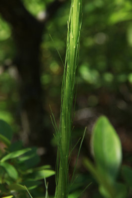 Xerophyllum asphodeloides- Turkeybeard