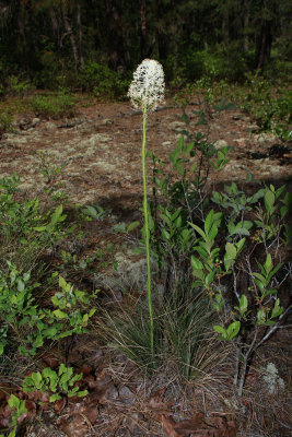 Xerophyllum asphodeloides- Turkeybeard