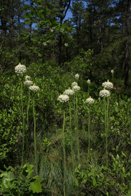 Xerophyllum asphodeloides- Turkeybeard