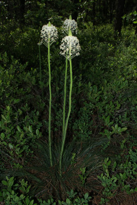 Xerophyllum asphodeloides- Turkeybeard