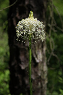 Xerophyllum asphodeloides- Turkeybeard
