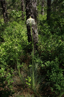 Xerophyllum asphodeloides- Turkeybeard