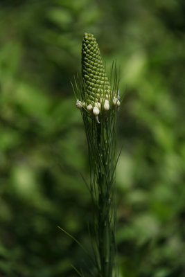 Xerophyllum asphodeloides- Turkeybeard