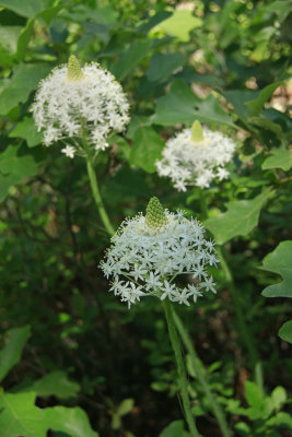 Xerophyllum asphodeloides- Turkeybeard