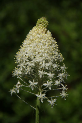 Xerophyllum asphodeloides- Turkeybeard