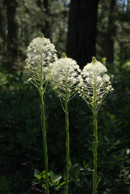 Xerophyllum asphodeloides- Turkeybeard