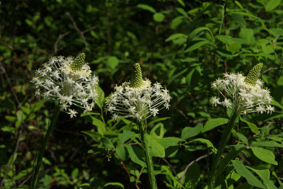 Xerophyllum asphodeloides- Turkeybeard