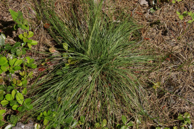 Xerophyllum asphodeloides- Turkeybeard