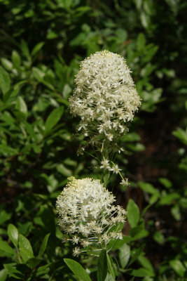 Xerophyllum asphodeloides- Turkeybeard