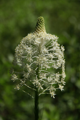Xerophyllum asphodeloides- Turkeybeard