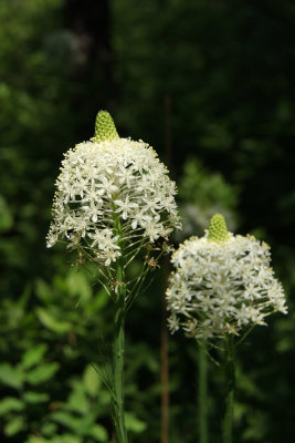 Xerophyllum asphodeloides- Turkeybeard