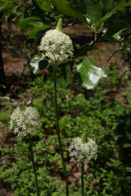 Xerophyllum asphodeloides- Turkeybeard