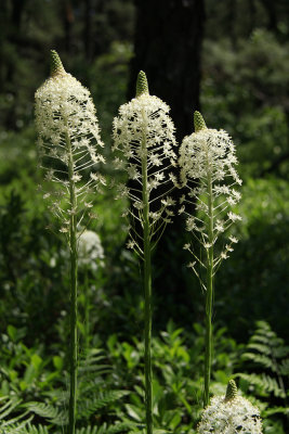 Xerophyllum asphodeloides- Turkeybeard