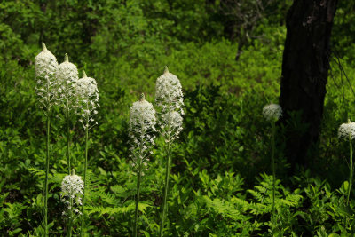 Xerophyllum asphodeloides- Turkeybeard