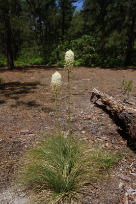 Xerophyllum asphodeloides- Turkeybeard